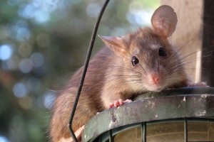 Rat extermination, Pest Control in Brentford, Kew Bridge, TW8. Call Now 020 8166 9746