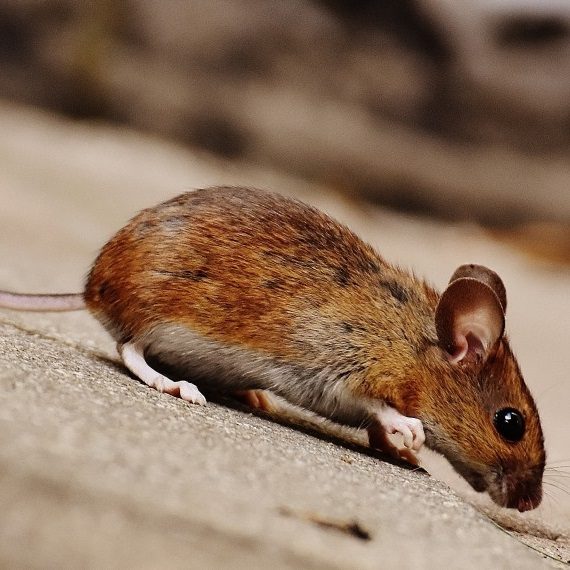 Mice, Pest Control in Brentford, Kew Bridge, TW8. Call Now! 020 8166 9746