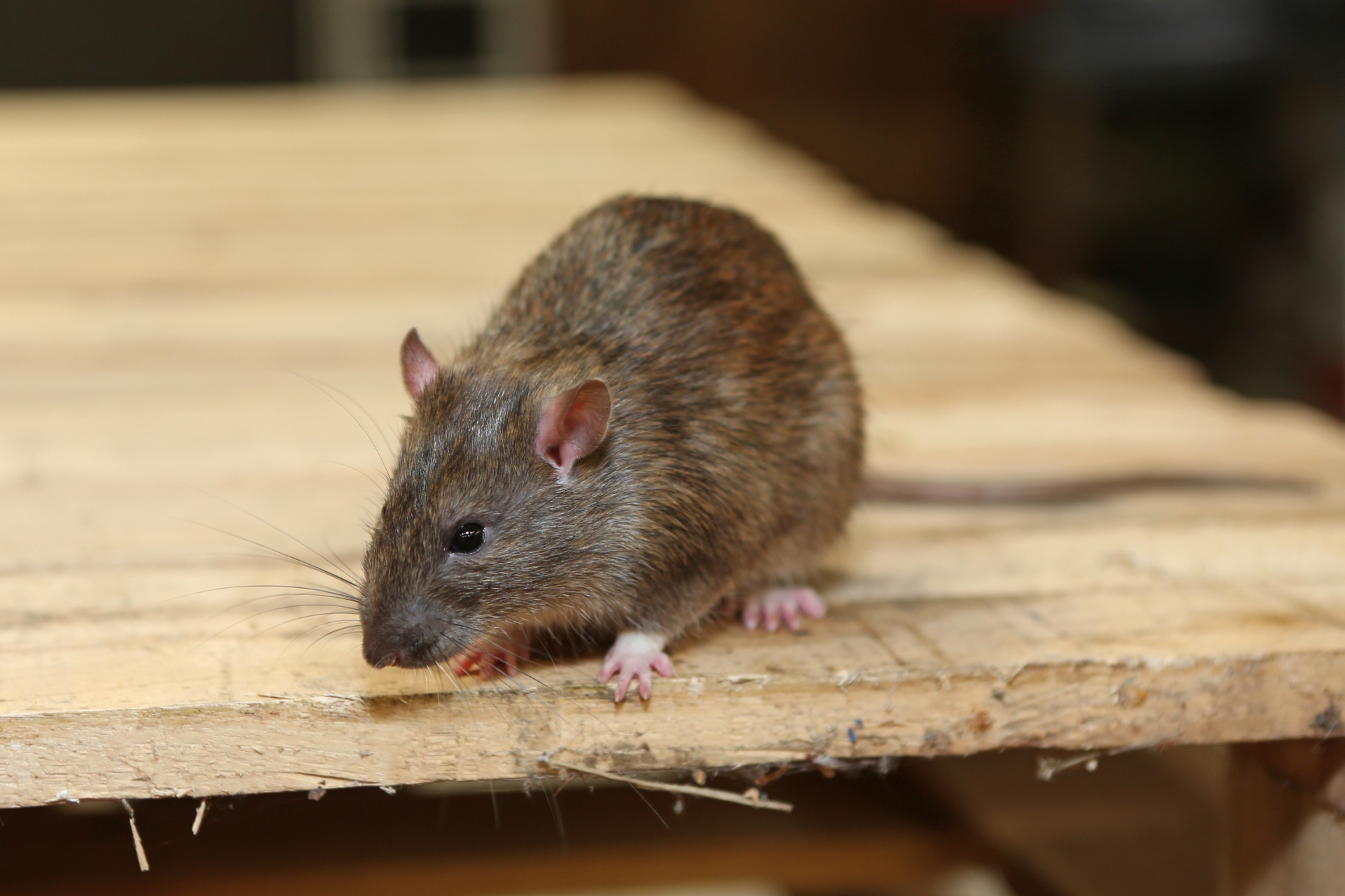 Rat Infestation, Pest Control in Brentford, Kew Bridge, TW8. Call Now 020 8166 9746