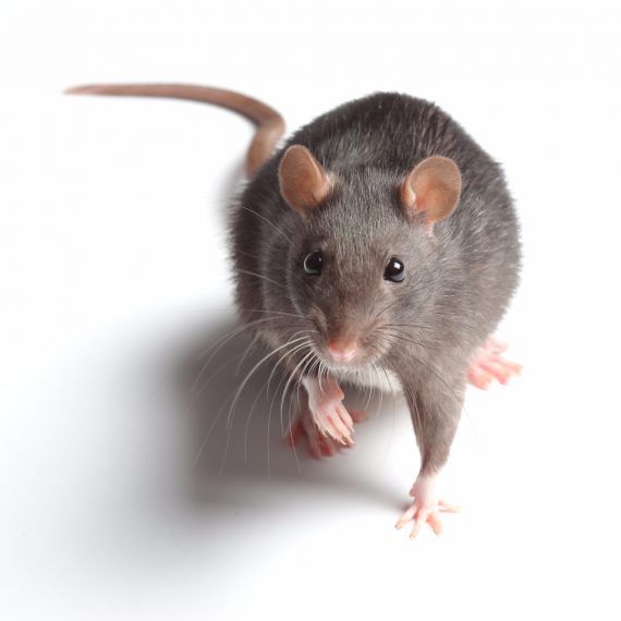 Rats, Pest Control in Brentford, Kew Bridge, TW8. Call Now! 020 8166 9746