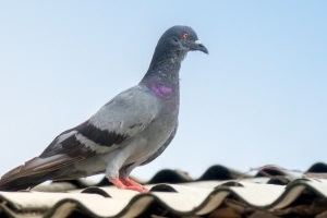 Pigeon Control, Pest Control in Brentford, Kew Bridge, TW8. Call Now 020 8166 9746