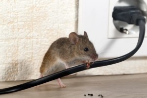 Mice Control, Pest Control in Brentford, Kew Bridge, TW8. Call Now 020 8166 9746