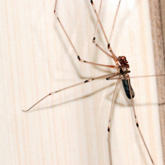 Spiders, Pest Control in Brentford, Kew Bridge, TW8. Call Now! 020 8166 9746