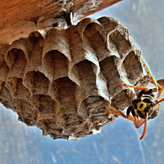 Wasps Nest, Pest Control in Brentford, Kew Bridge, TW8. Call Now! 020 8166 9746
